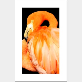 Profile of a Flamingo Sunlit by the Afternoon Summer Sun Posters and Art